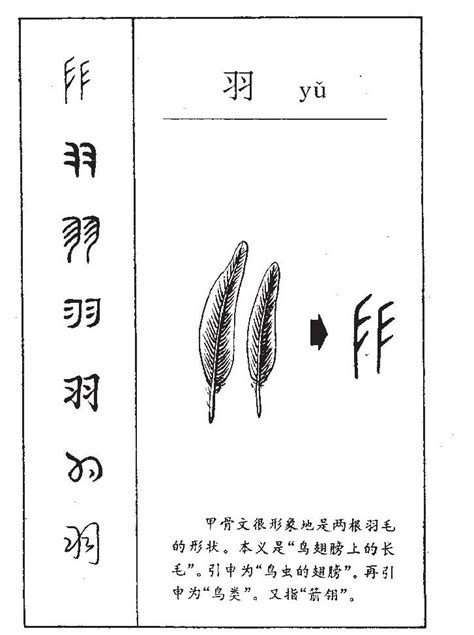 羽的名字|羽字的名字寓意是什么意思 羽字的意思